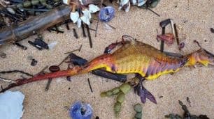 Sorpresa y misterio por los dragones de mar que aparecieron muertos en la costa de Australia